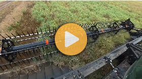 Swathing canola on October 10th!