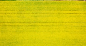 Soaring Wheat Futures