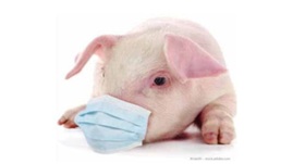 Pig wearing a medical mask