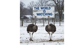 Ostrich farm