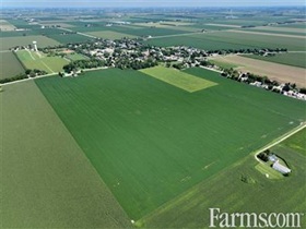 Cash Crop