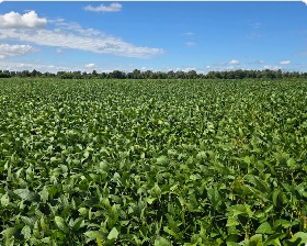 Soybeans soaking up the sun in Cardinal.