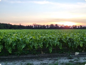 Out in Norfolk County, Mike’s tobacco field’s looking pretty
