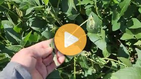 Fighting white mold with beneficial bacteria and foliar fertility