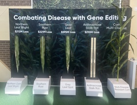 A look at how gene editing will be used in the future to combat some corn plant diseases.