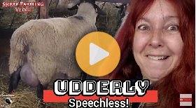 Lambing signs, family pen moves, & saying goodbye to rams