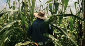 walking through a corn field