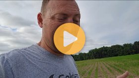 The corn looks good!