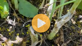 White mold in Winter Canola | Timing, treatment & taking control