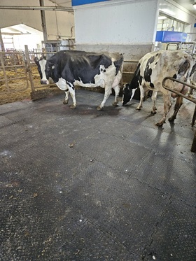 The girls checking out the new Legend Rubber Agrimat floor