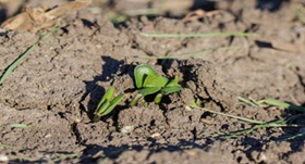 New herbicide for soybean producers
