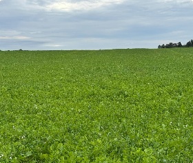 Cover crop after winter wheat at Tara in Bruce County