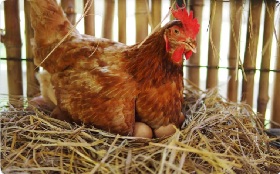 How many laying hens can a Canadian farmer keep without buying quota? It depends on the province: BC: 99; AB: 300; SK: 299; MB: 300; ON: 99; QC: 99; NB: 199; NS: 200; PEI: 299; and NL: 99