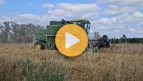 Rye harvest 2026