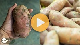 Keeping potatoes and sweet potatoes all winter