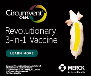 Merck Swine