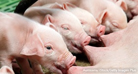 Piglet