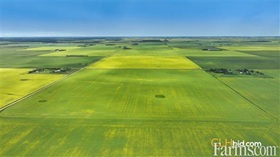 Cash Crop