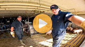 This is what pig farming really looks like