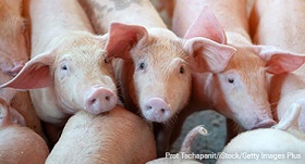 pig farming