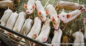 Pig farm
