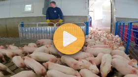 1,000 baby pigs arrive to the farm