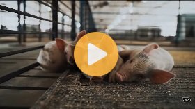 Rescuing fallback piglets