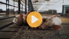 Repairing a $500,000 pig barn