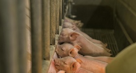 Pork industry