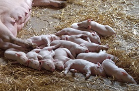 Large litter of pigs