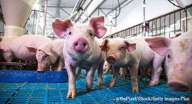 Pork industry