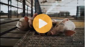 Moving Pigs Out for Cleanout Day