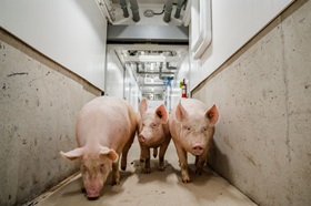 Pork trade