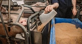 Pork exports