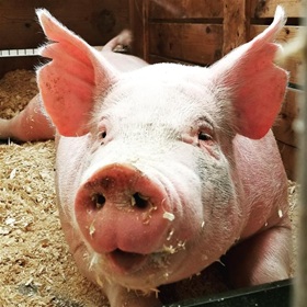 Pork industry