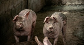 US Hog Inventory Sees Slight Decline