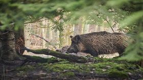 wild pig in a forest