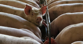 US Hog Inventory Sees Slight Decline