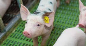 Pig - Photo credit Sask Pork