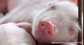 piglet