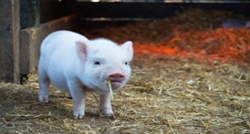 Tough looking pig with straw in its mouth