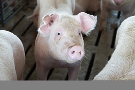 Pork exports