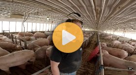 Sorting 300lb fully-grown pigs