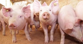 Pigs