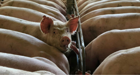 farm bill