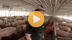 Sorting 300lb fully grown pigs