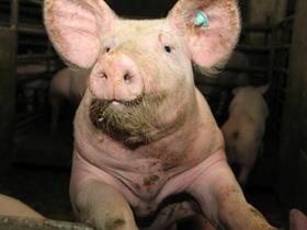 sow
