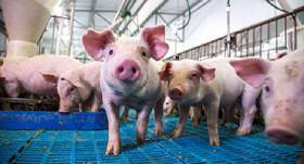 US pork industry