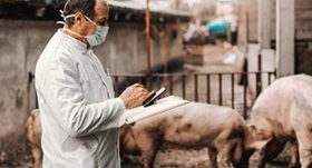 Canada boosts swine disease surveillance