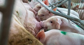 Pork farmers push Congress for Farm Bill action